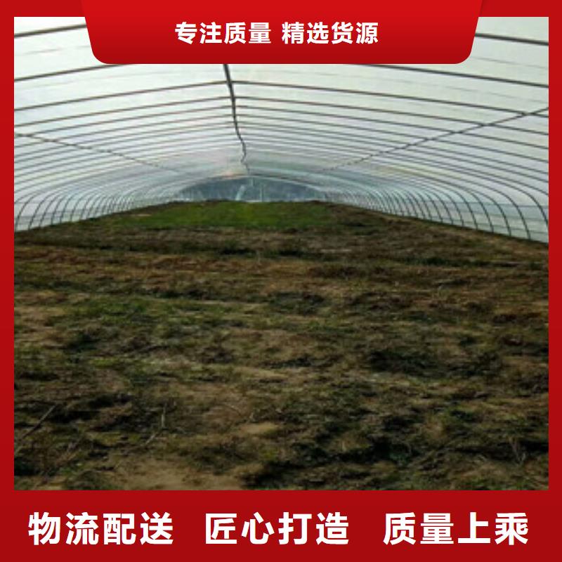 广西灵山县农业大棚管加厚锌层