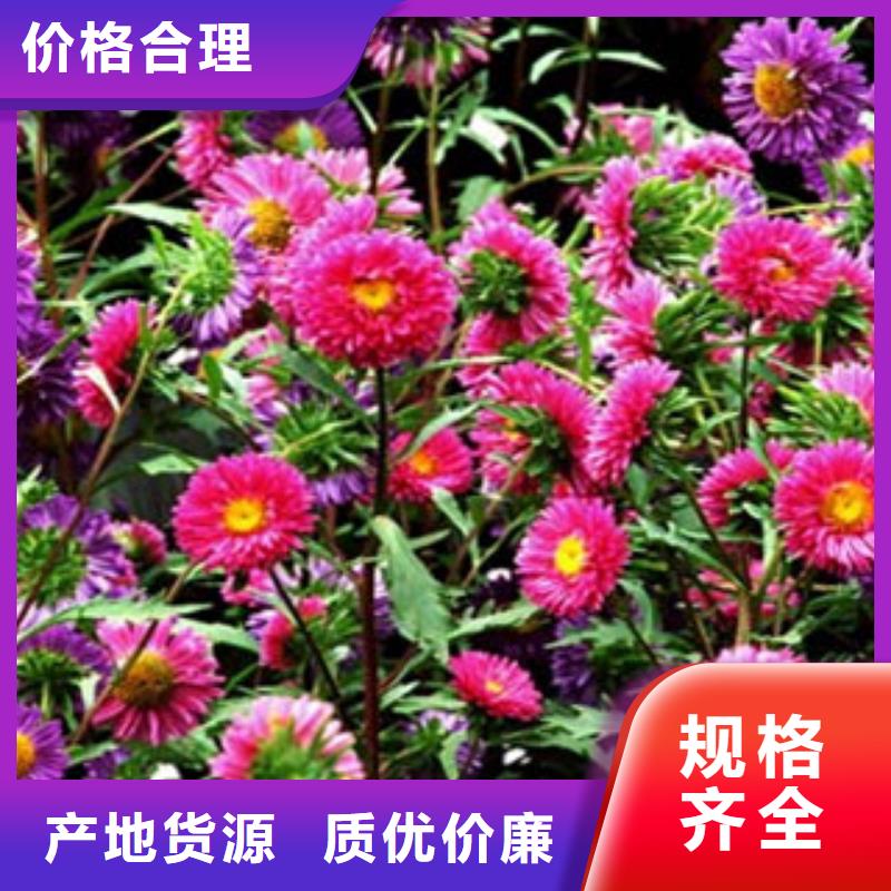衢州丛生福禄考农户价格