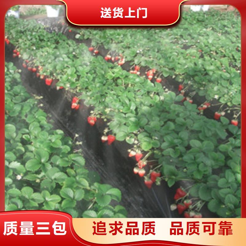 运河草莓苗种植基地一年结几次