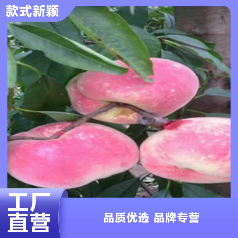 崇左映霜红桃树苗种植方法
