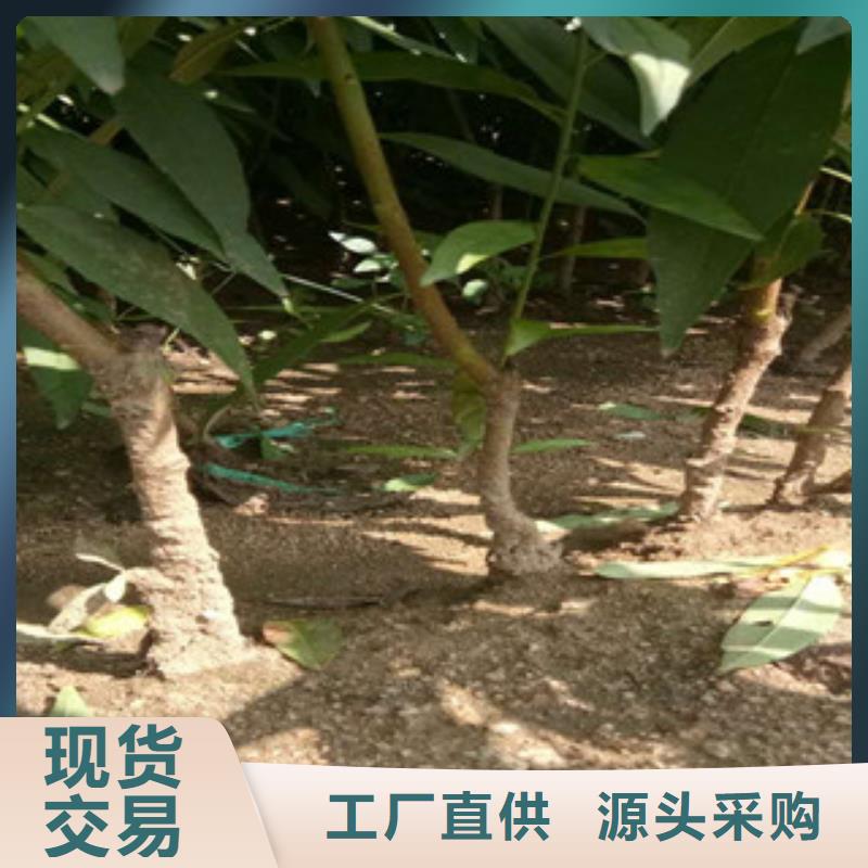 上海0.8厘米中油15桃苗中油15桃树苗原产地