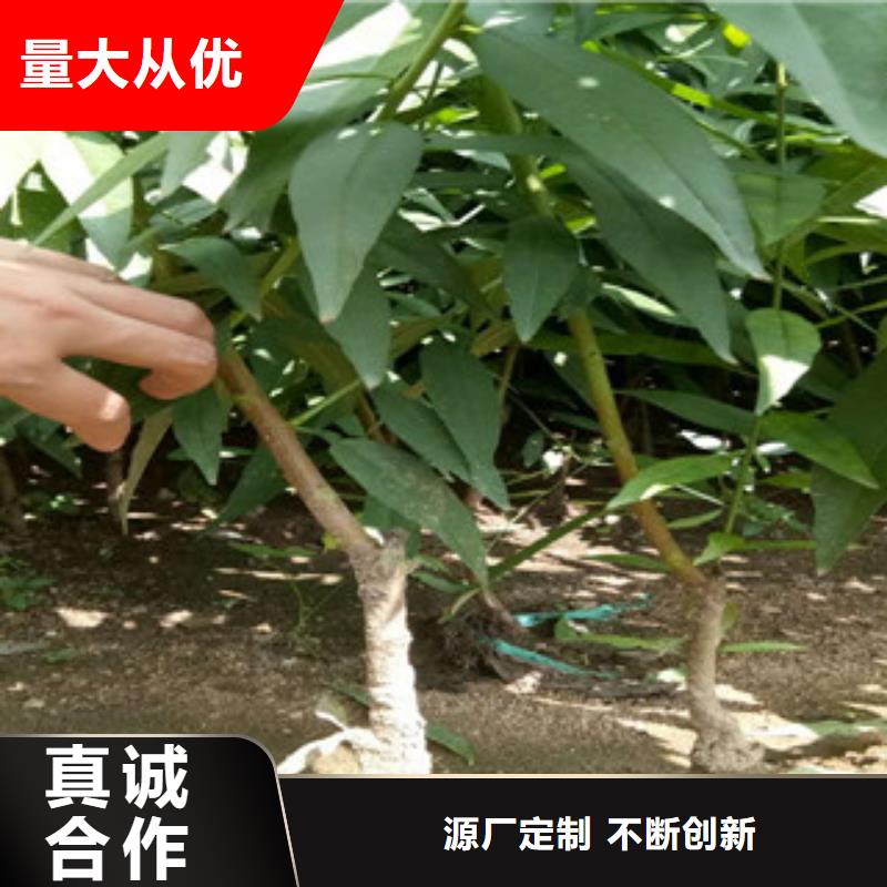 绍兴仓方早生桃树苗种植方法