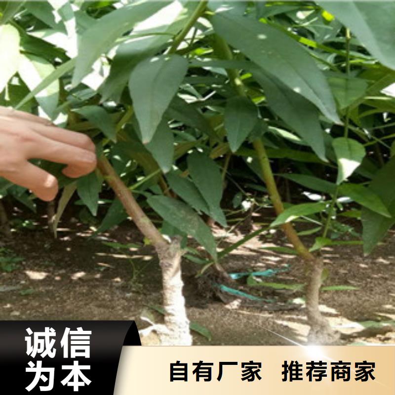 芜湖中华寿桃树苗生产基地