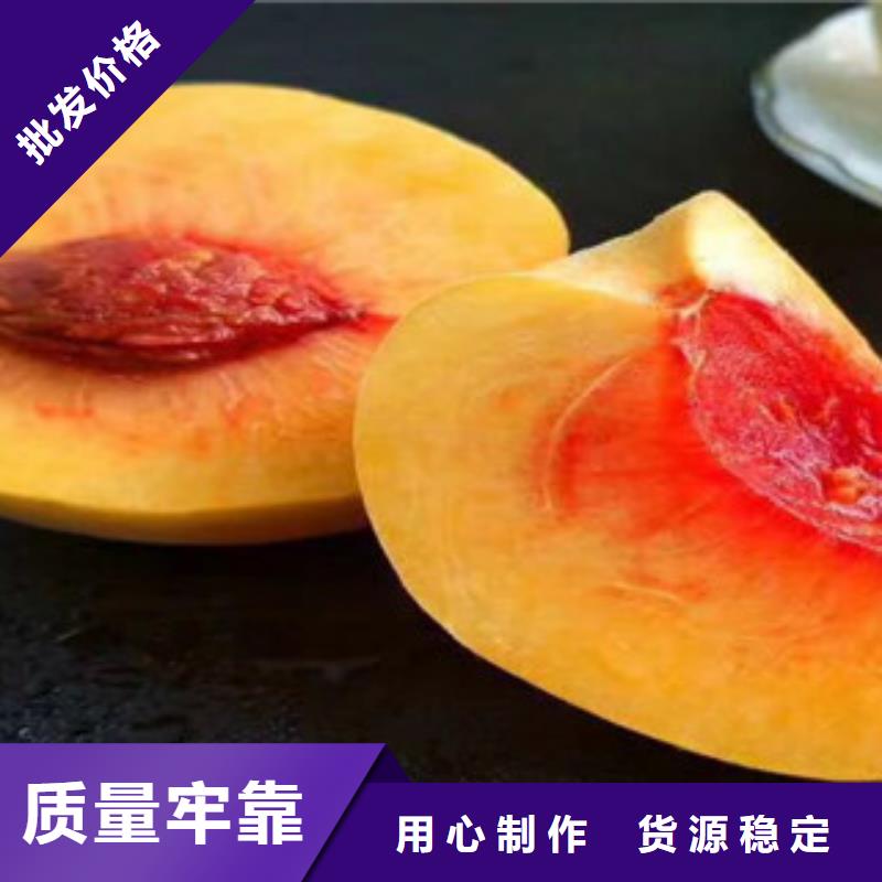上海特早513油桃树苗种植时间