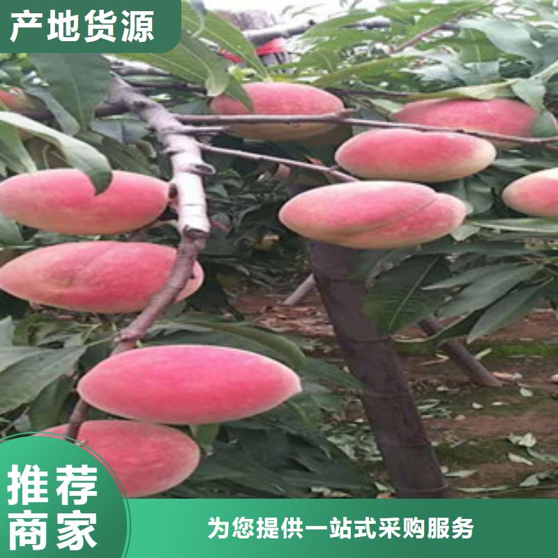南平超红珠油桃树苗产地价格