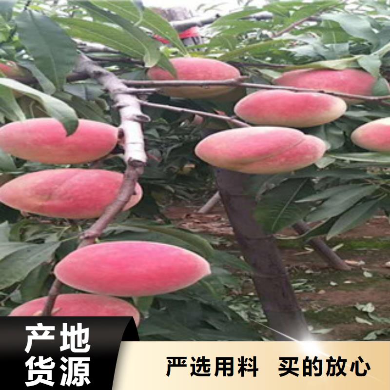 长治桃原生树苗种植技术