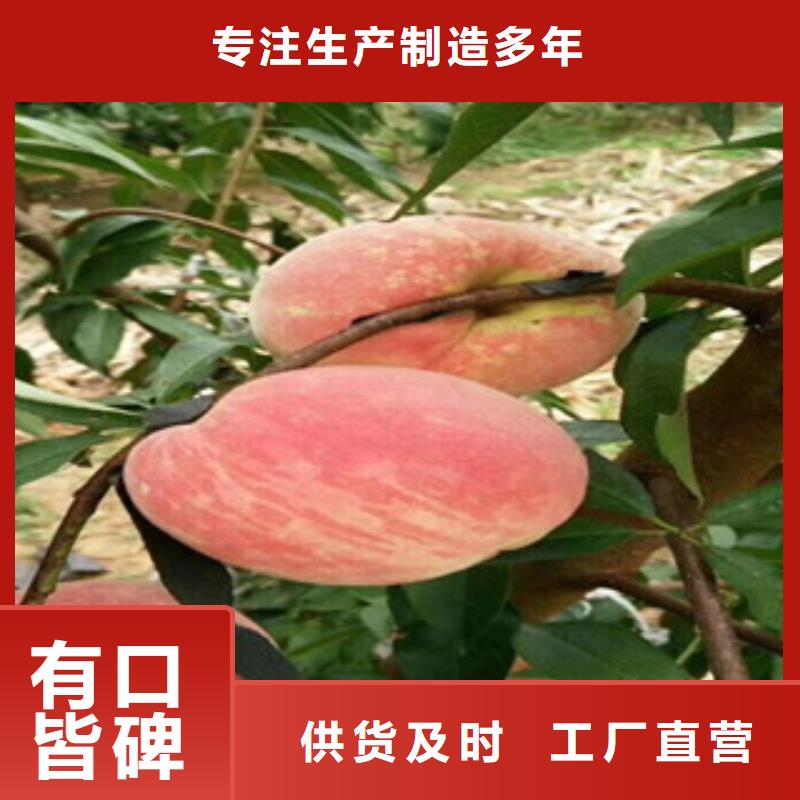 湘潭新世纪2号桃树苗种植技术