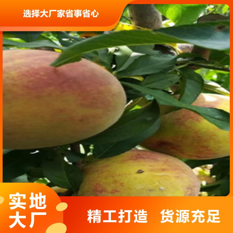 枣庄永莲蜜桃八号桃树苗品种大全
