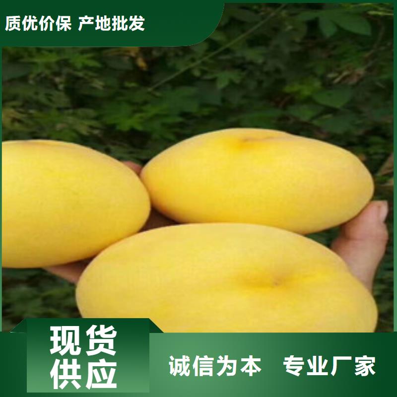 天津早黄蟠桃树苗品种