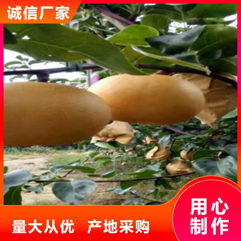 三明京白梨树苗2米