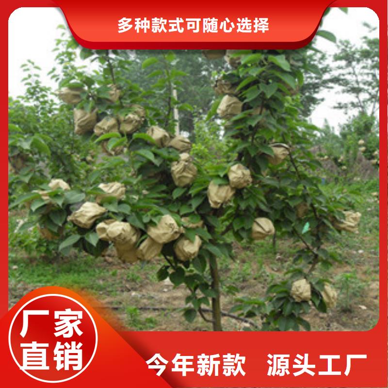 天津秋子梨树苗1.5米