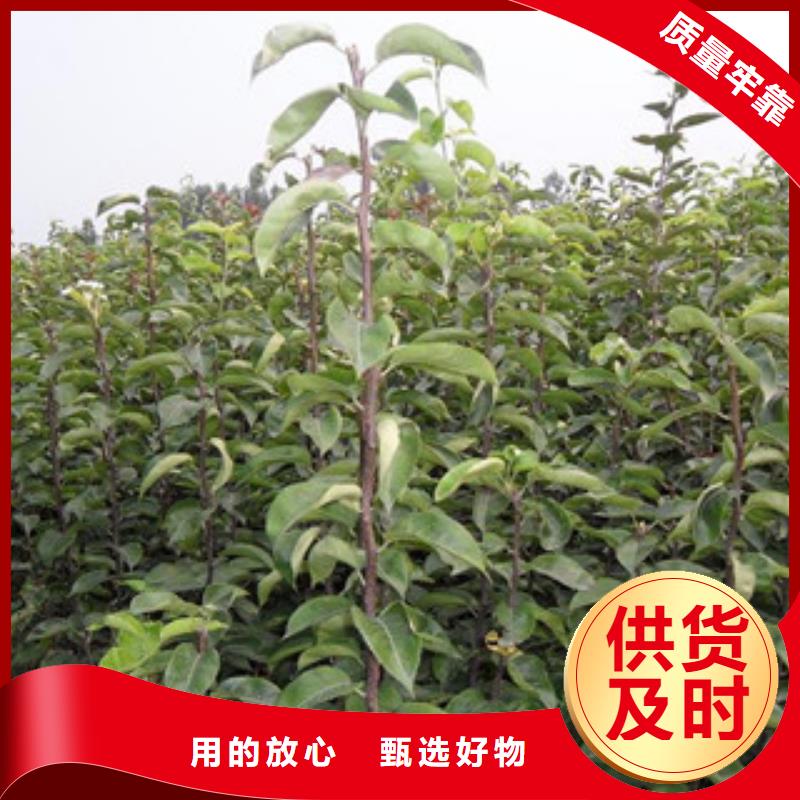 商洛南果梨树苗1.2米