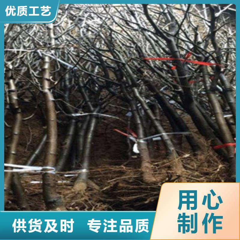 滨州鸭梨树苗1.2厘米