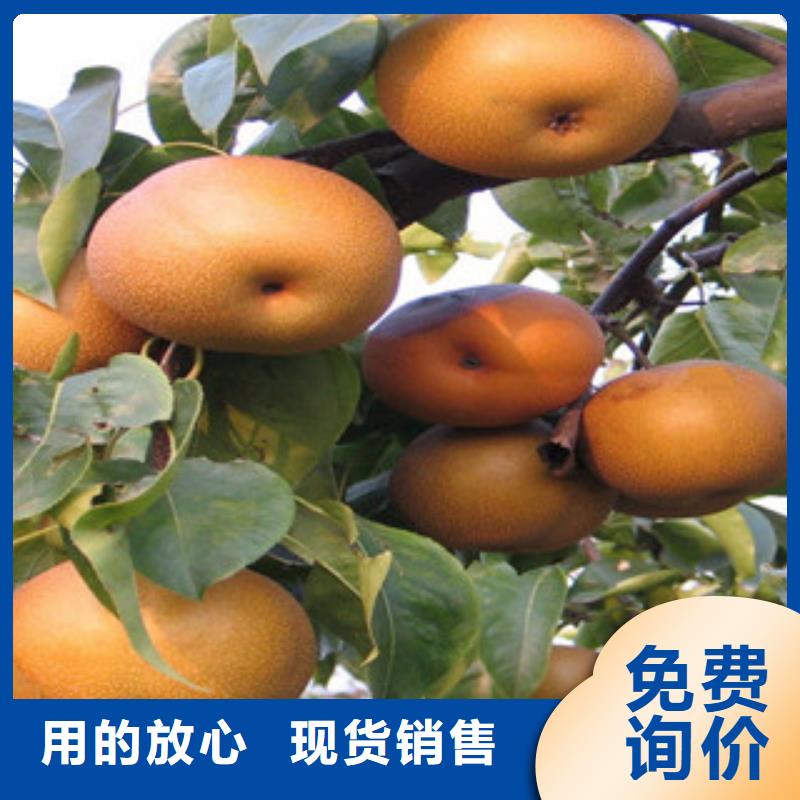 香港黄县长把梨苗 黄县长把梨树苗种植方法及时间