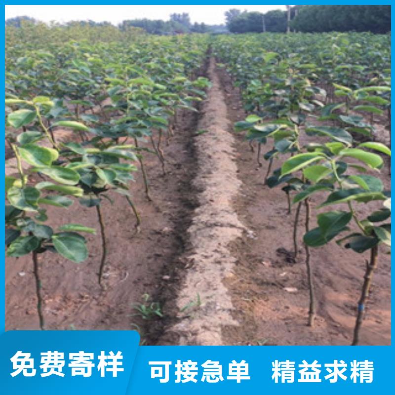 滨州香水梨树苗1.2米