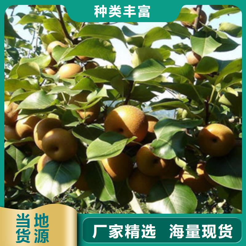 滁州大果水金梨树苗1.5公分