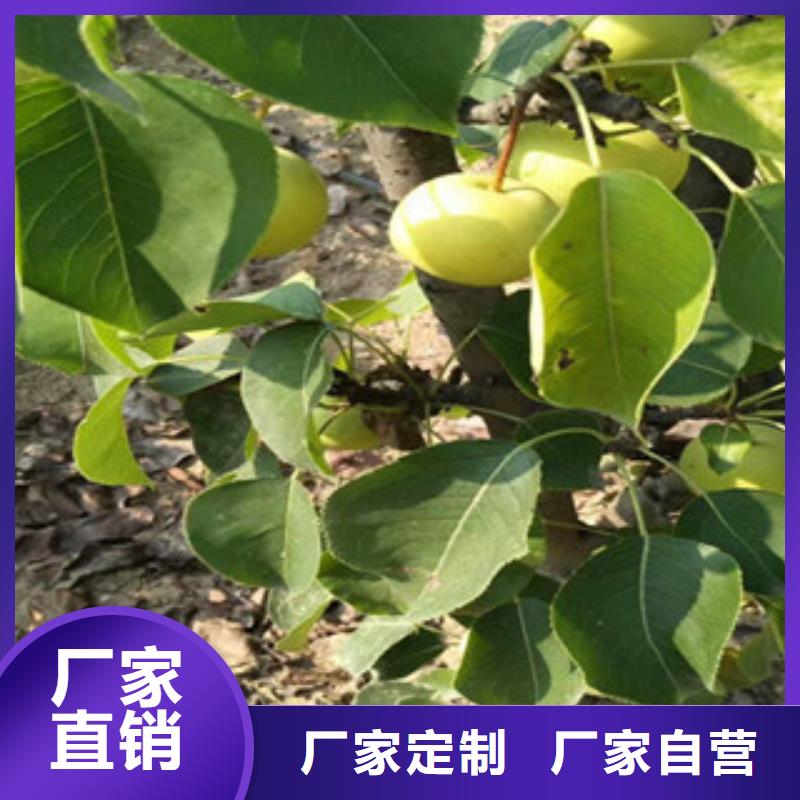 上海长把梨树苗8公分