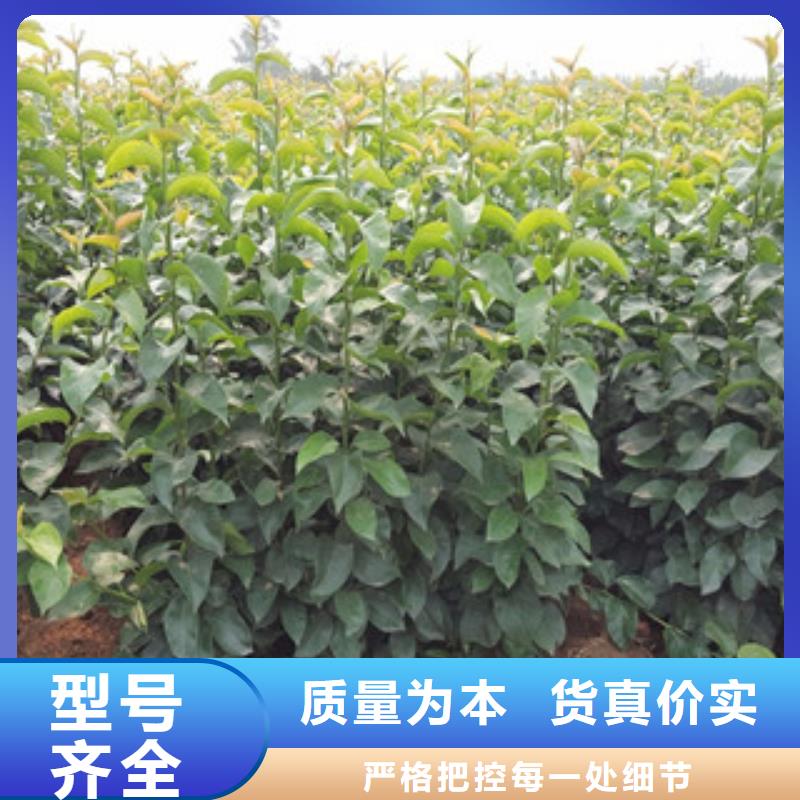 株洲红巴梨树苗0.5公分