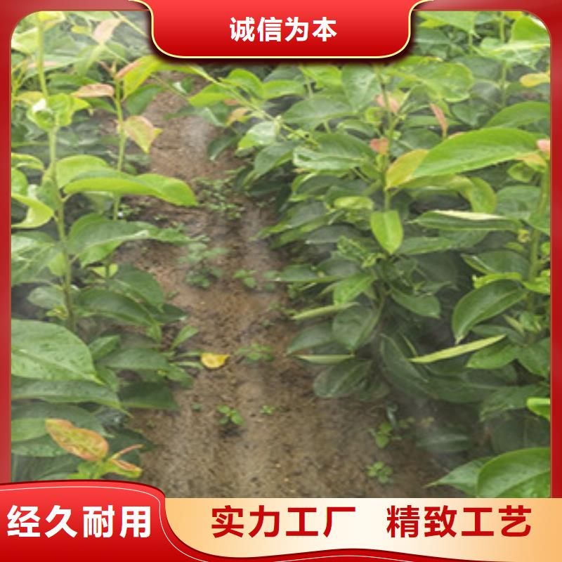 牡丹江晚秀梨树苗0.5厘米