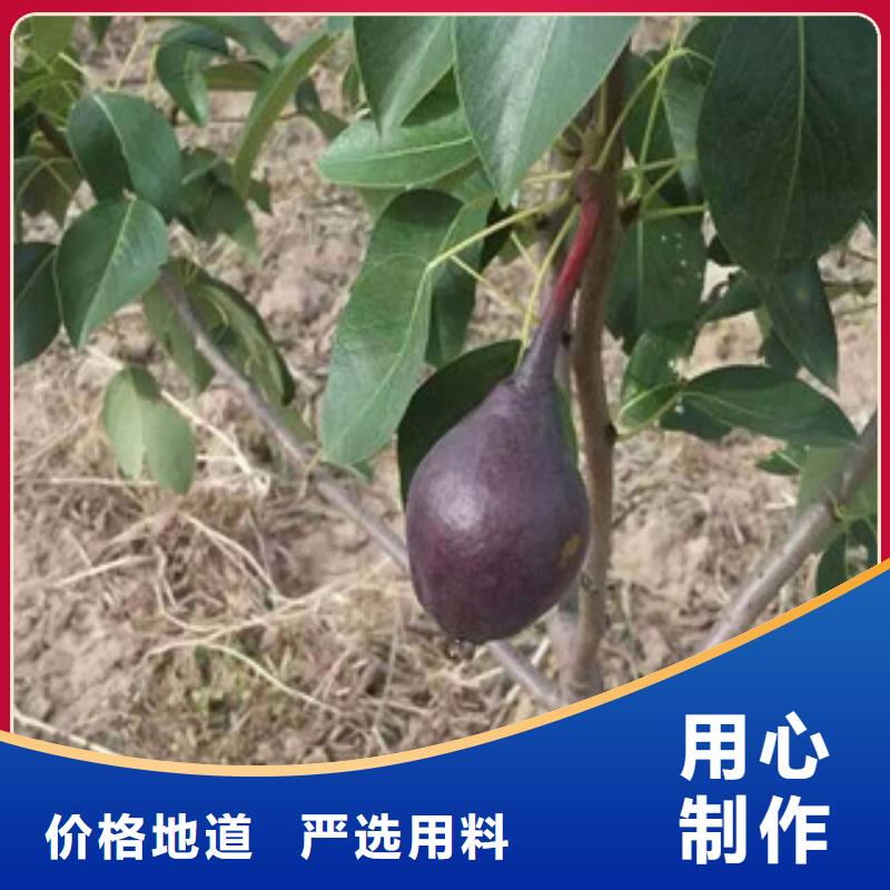 本溪砀山酥梨树苗0.6厘米