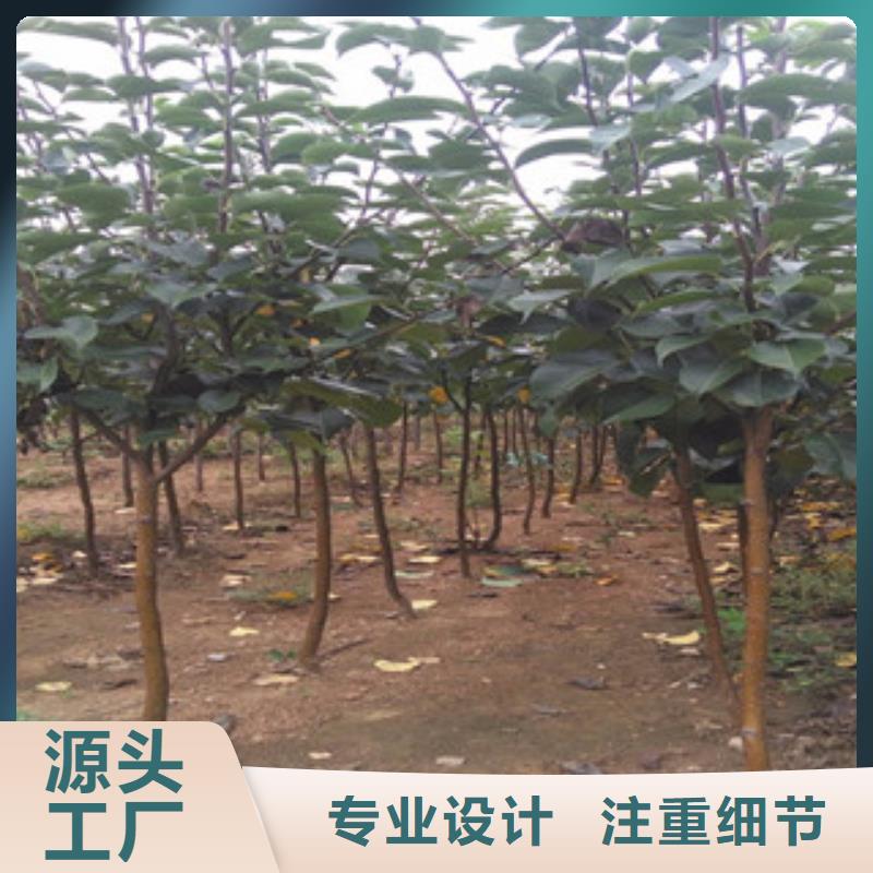 绍兴南果梨树苗0.7厘米