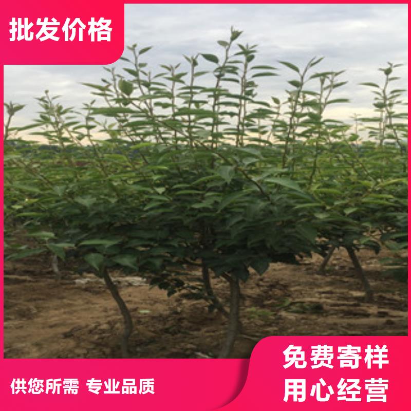 岳阳巴梨树苗0.6厘米