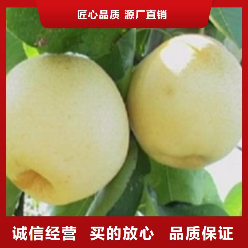 阳泉砀山酥梨树苗6公分