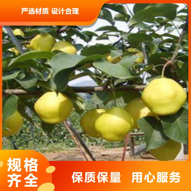 绵阳可克二介梨树苗0.7厘米