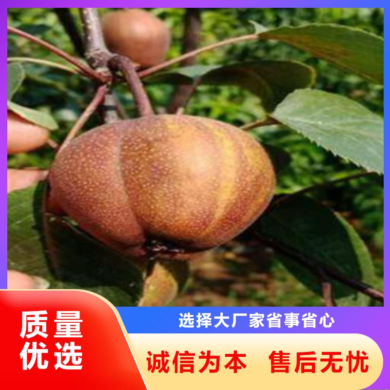钦州黄冠梨树苗1厘米
