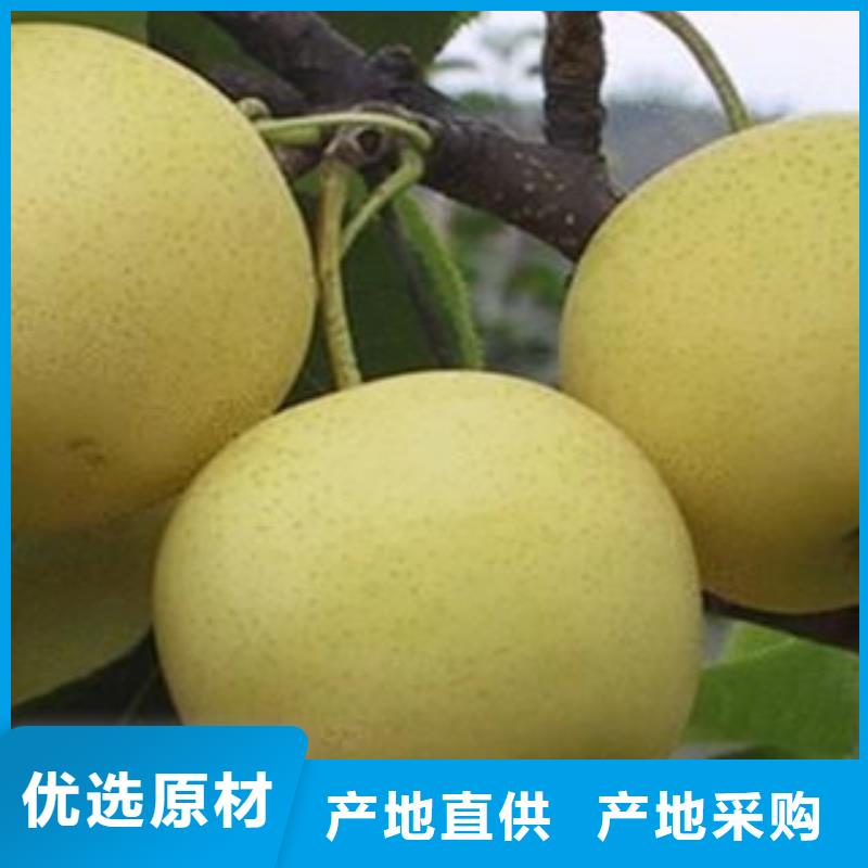 贺州栖霞大香水梨树苗0.8公分