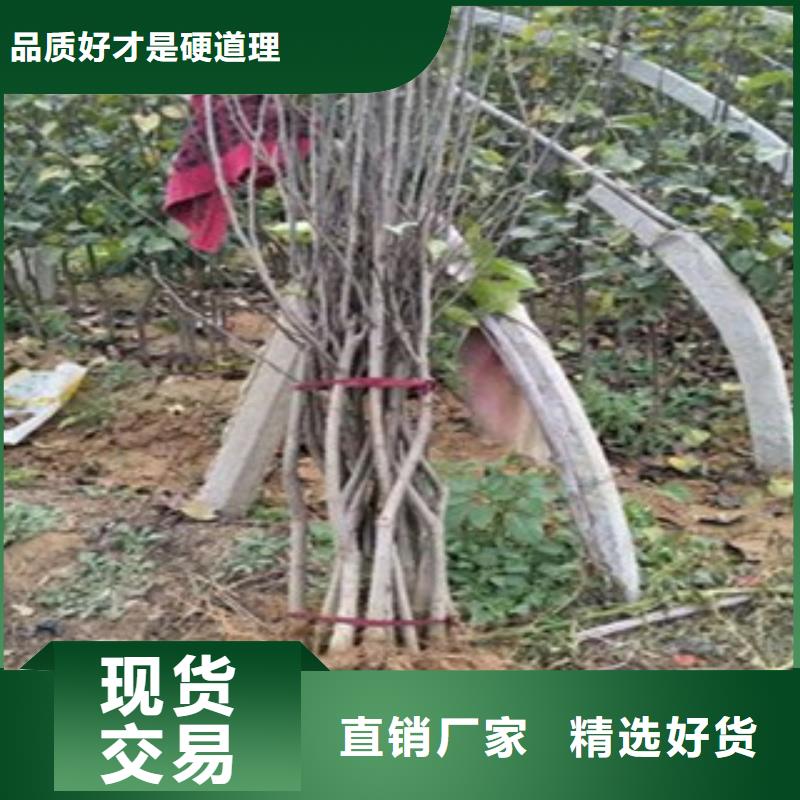 上海鸭梨树苗18公分