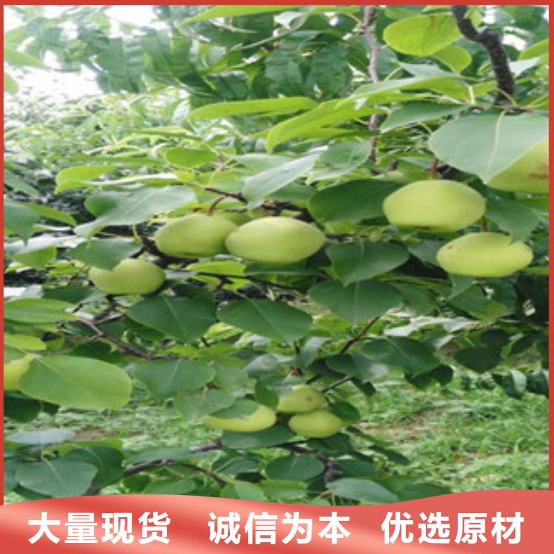 长沙玉露香梨树苗0.5厘米