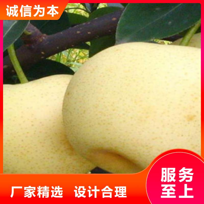 辽阳红巴梨树苗0.6厘米