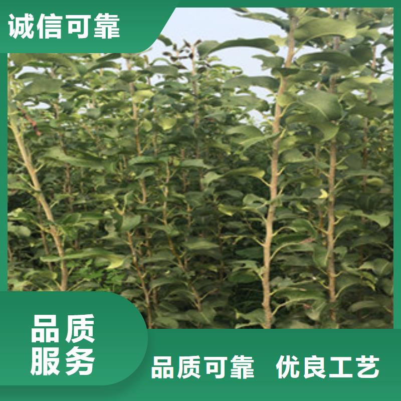 宿州早酥红梨树苗0.9厘米