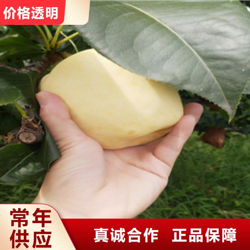 宜昌红香酥梨树苗1.2米