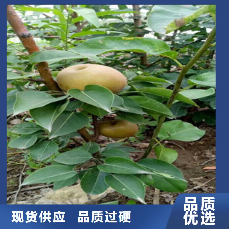 佛山秋白梨树苗1.2厘米