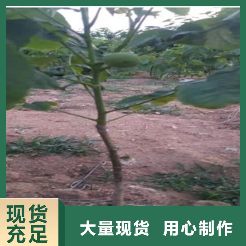 云南省红河市清香核桃树苗 清香核桃苗种植方法
