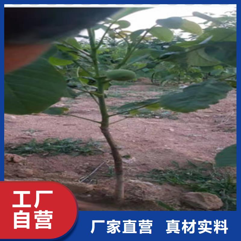 黑龙江省哈尔滨市薄皮核桃树苗 薄皮核桃苗哪里有卖的