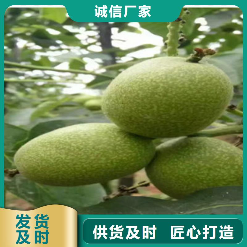 广东省茂名市清香核桃树苗 清香核桃苗品种大全