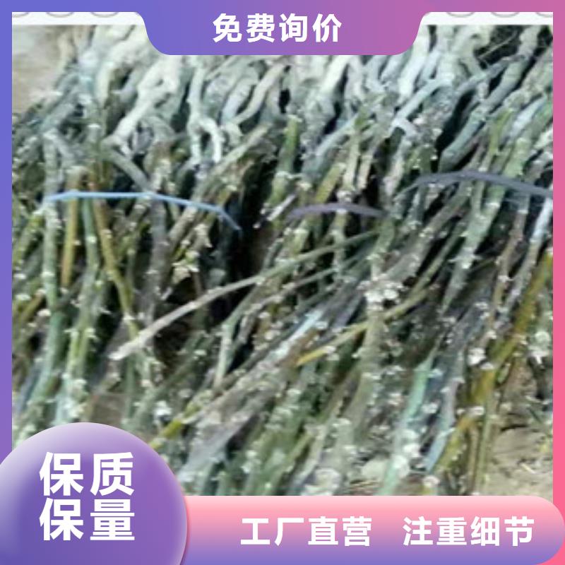 河南省许昌市中林5号核桃树苗 中林5号核桃苗种植方法