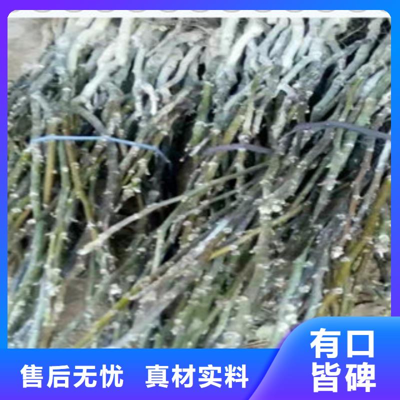 四川省泸州市中林5号核桃树苗 中林5号核桃苗什么品种  
