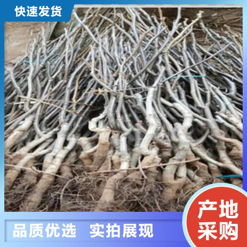 浙江省丽水市8518核桃树苗 8518核桃苗种植时间