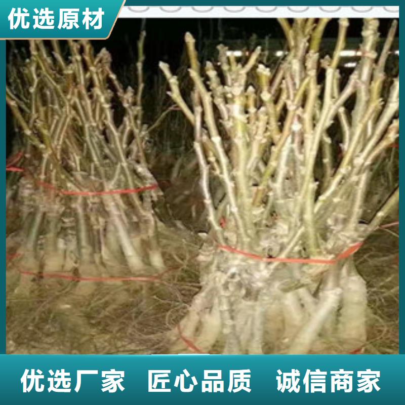 黑龙江省牡丹江市9518核桃树苗 9518核桃苗种植方法