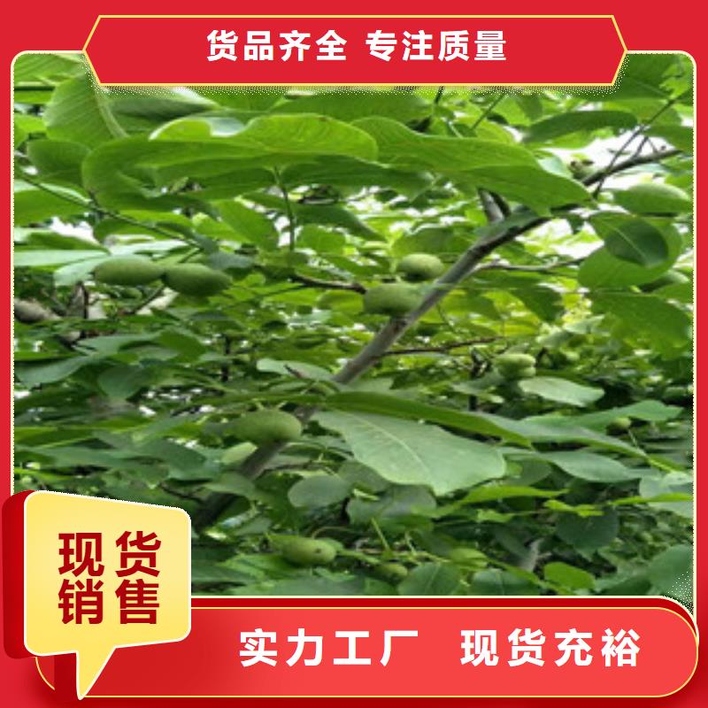 安徽省滁州市8518核桃树苗 8518核桃苗一亩地种植利润