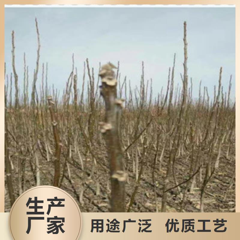 河北省唐山市香玲核桃树苗 香玲核桃苗2018  的品种