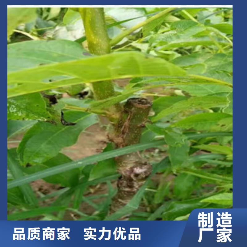 河北省沧州市新疆薄壳核桃树苗 新疆薄壳核桃苗哪里的品种纯