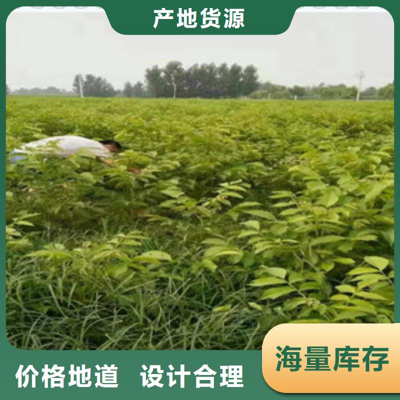 广西省北海市清香核桃树苗 清香核桃苗基地图片