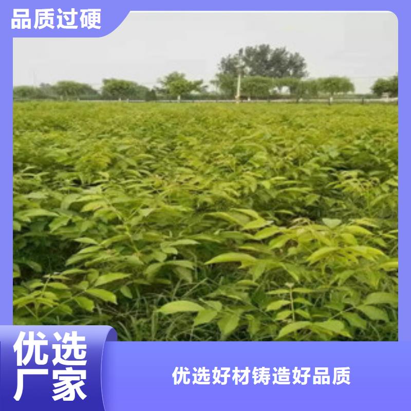 江西省抚州市核桃实生树苗 核桃实生苗  高产品种