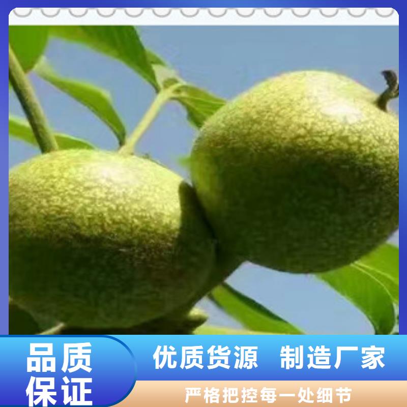 广西省钦州市新新2号核桃树苗 新新2号核桃苗品种