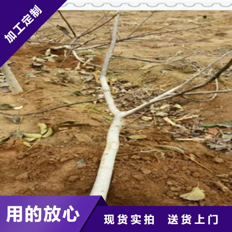 江西省萍乡市纸皮核桃树苗 纸皮核桃苗哪里的数量大